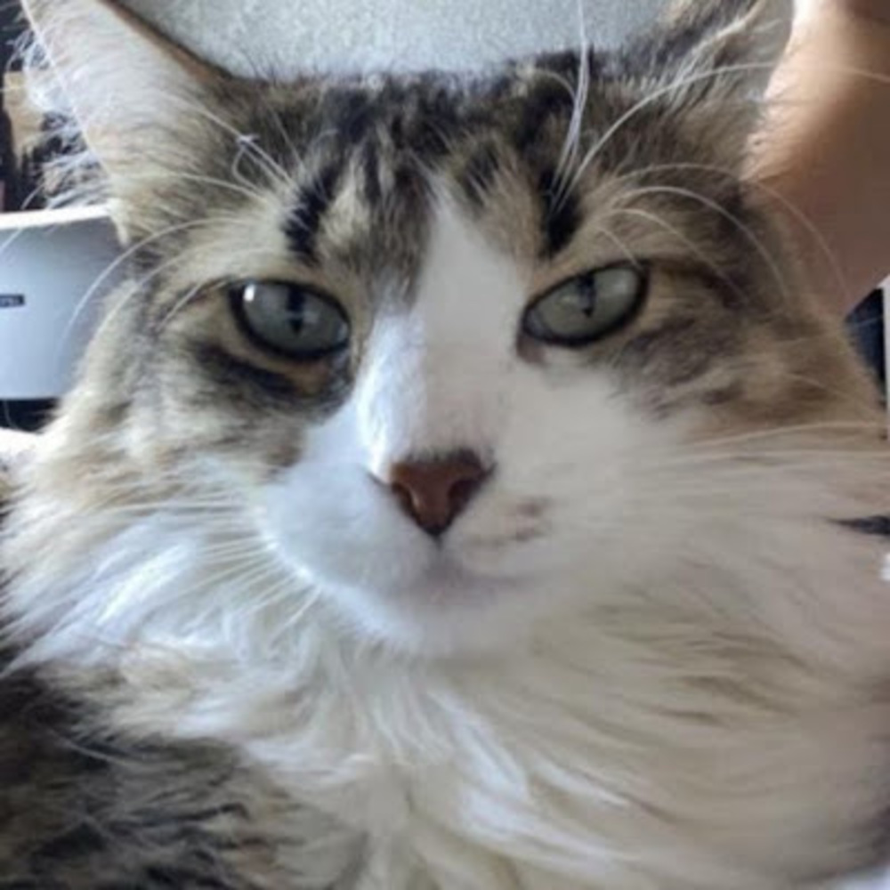 Meet your Posher, Imkeons